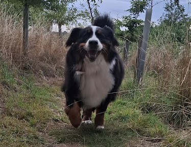 Saint Bernard
